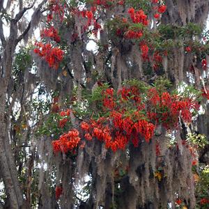 148. Cesta Cuzco-Puno, Erythrina