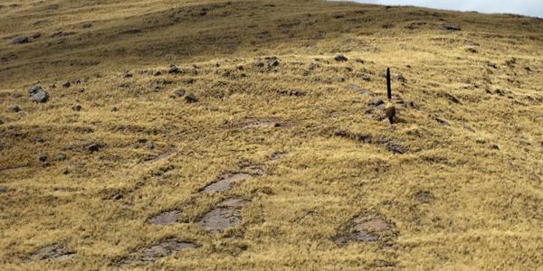 171. Cesta Cuzco-Puno, Puya raimondii