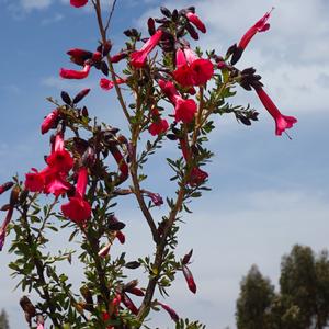 195. Titicaca, Taquile