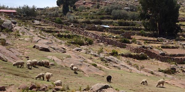 207. Titicaca, Taquile