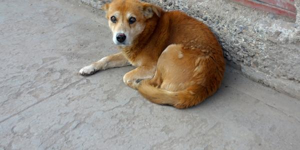 215. Puno, na ulici
