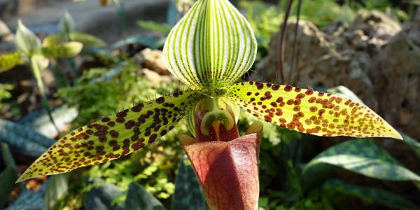 005. Orchidej v zahradě Mae Fah Luang