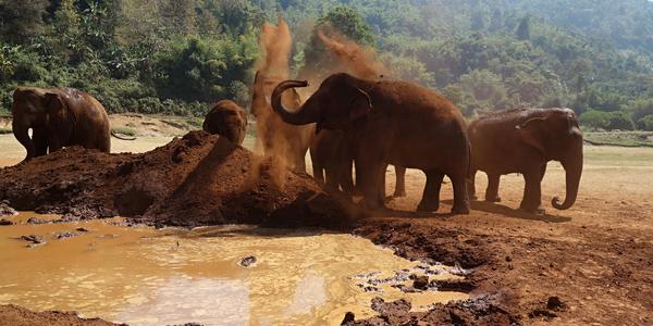 006. Chiang Mai, Elephant Nature Park