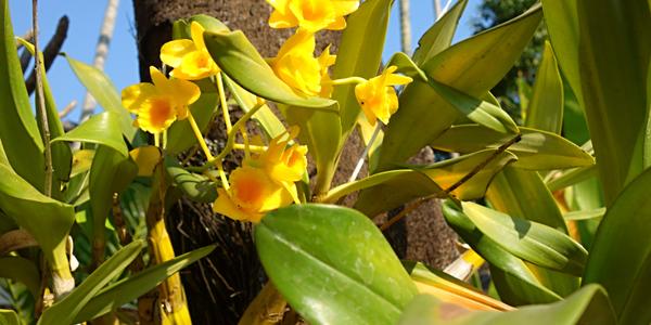 072. Chiang Mai, orchidej