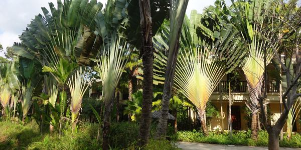 231. Ko Chang, Centara Tropicana Resort