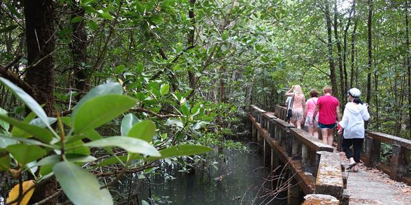 261. Ko Chang, výlet okolo ostrova, mangrove