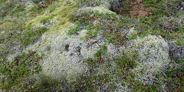 004-Thingvellir, vegetace
