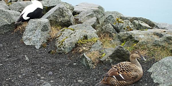 32-Jokullsárlón, párek kajek mořských