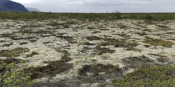 39-Skaftafell tundra