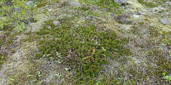 40-Skaftafell tundra