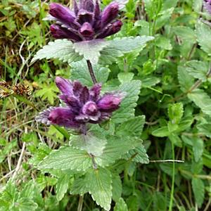 015- Gulfoss, Bartsia alpina