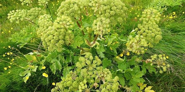 019- Seljalandfoss, Angelica archangelica