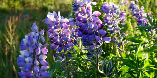 027- Vík, Lupinus nootkatensis