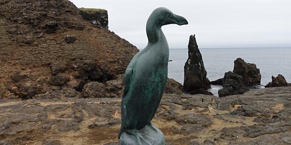 060- Reykjanestá, vyhubená alka velká 2