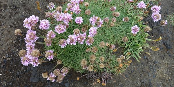 061- Reykjanestá Armeria maritima