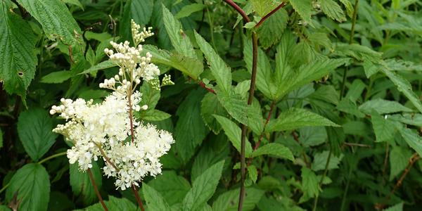 047-Laksfossen, Filipendula ulmaria
