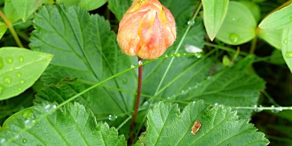058-ostružiník moruška, Rubus chamaemorus