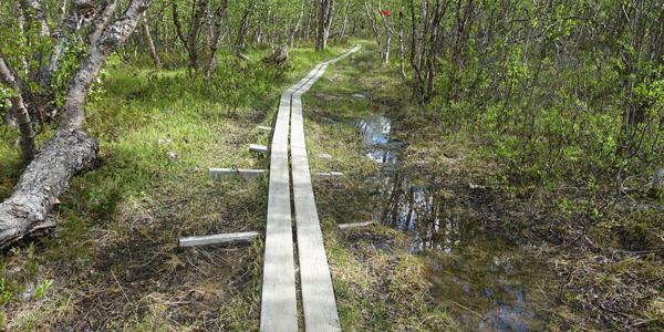 77. NP Abisko
