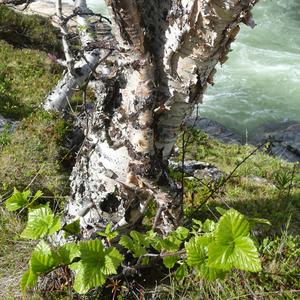 81. NP Abisko