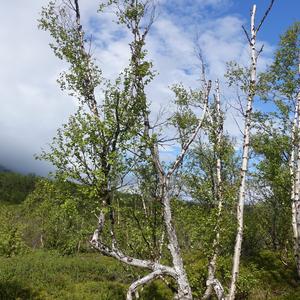 83. NP Abisko