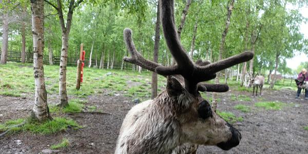 89. Kiruna Jukasjarvi laponská sobí farma 4