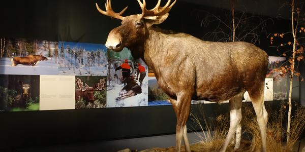 94. Rovaniemi Arktikum expozice, los