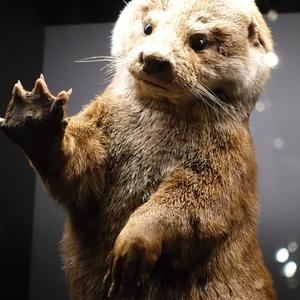 94. Rovaniemi Arktikum expozice, vydra