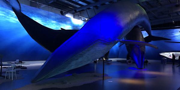 162-Reykjavík, Whale museum