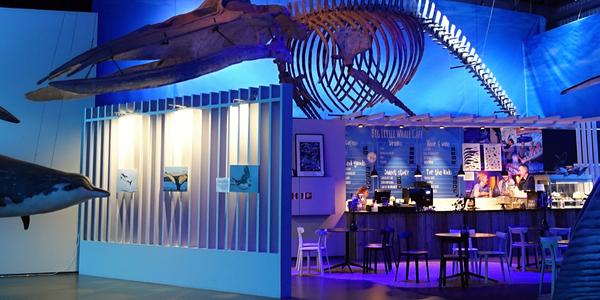 164-Reykjavík, Whale museum