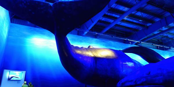 165-Reykjavík, Whale museum