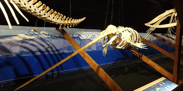 015-Húsavík, muzeum velryb 3