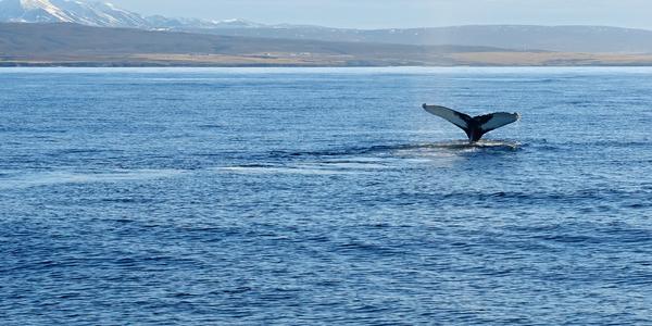 025-Húsavík, plavba, kresba ocasů velryby identifikuje