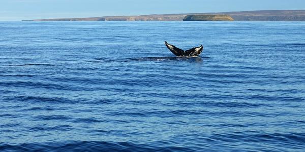 027-Húsavík, plavba, kresba ocasů velryby identifikuje