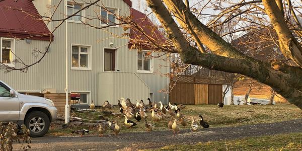 086-Trollaskagi, statek u  kostelíka v Modrudalur