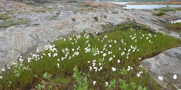 165 Svartisen