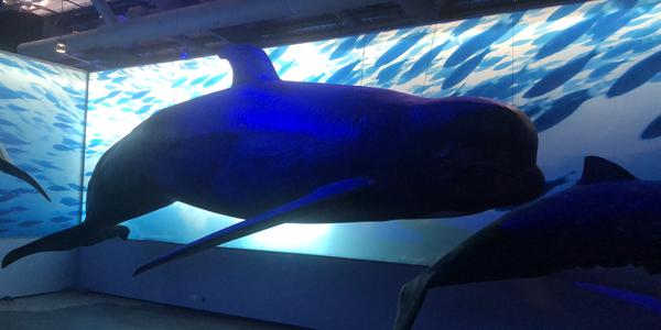 037 Expozice Whales of Iceland