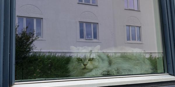 053-Bergen, kočka v domě na prodej