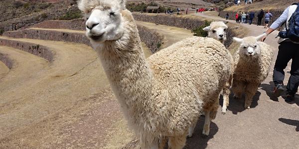 033-Pisac, lamy jsou pro nás exotické
