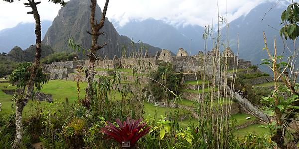 048-Machu Picchu, bromélie