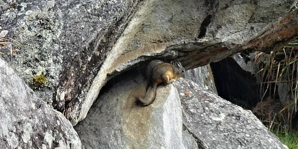 049-Machu Picchu, viskača
