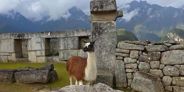 052-Machu Picchu, lamy MP oživují