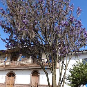 071-Andahuayllilas, jacaranda
