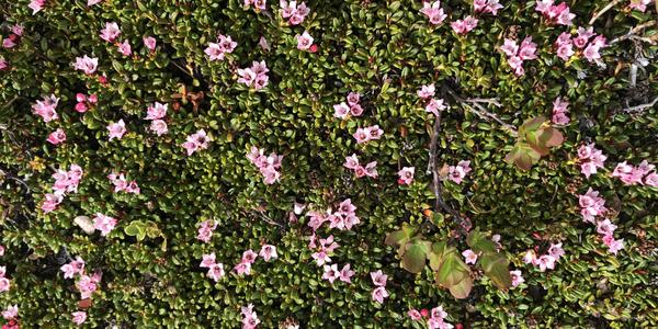 056-Polarcirkelen, Loiseuleria procumbens