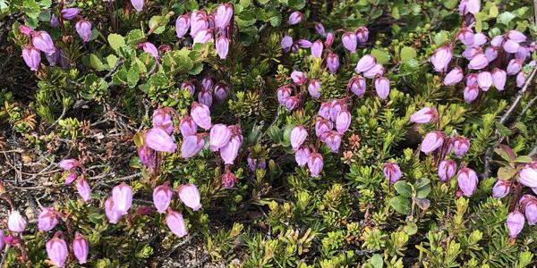 056-Polarcirkelen, Phylodoce coerulea