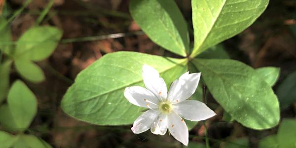064a-Rokland, Lonselva, Trientalis europaea