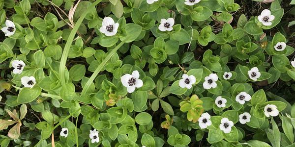 067-Rokland, Lonselva, Cornus suecica