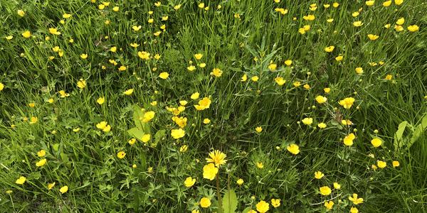 069-Rokland, Lonselva, Ranunculus acer