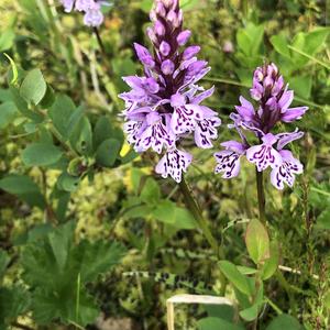 095-Vesteralen, Lodingen, Dactylorhiza fuchsii