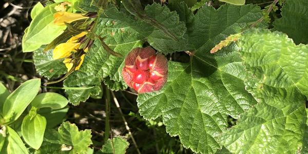 096-Vesteralen, Lodingen, Rubus chamaemorus
