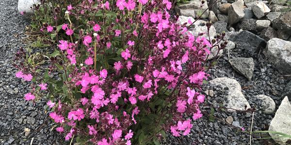 103-Lofoten, Laukvik, Silene dioica